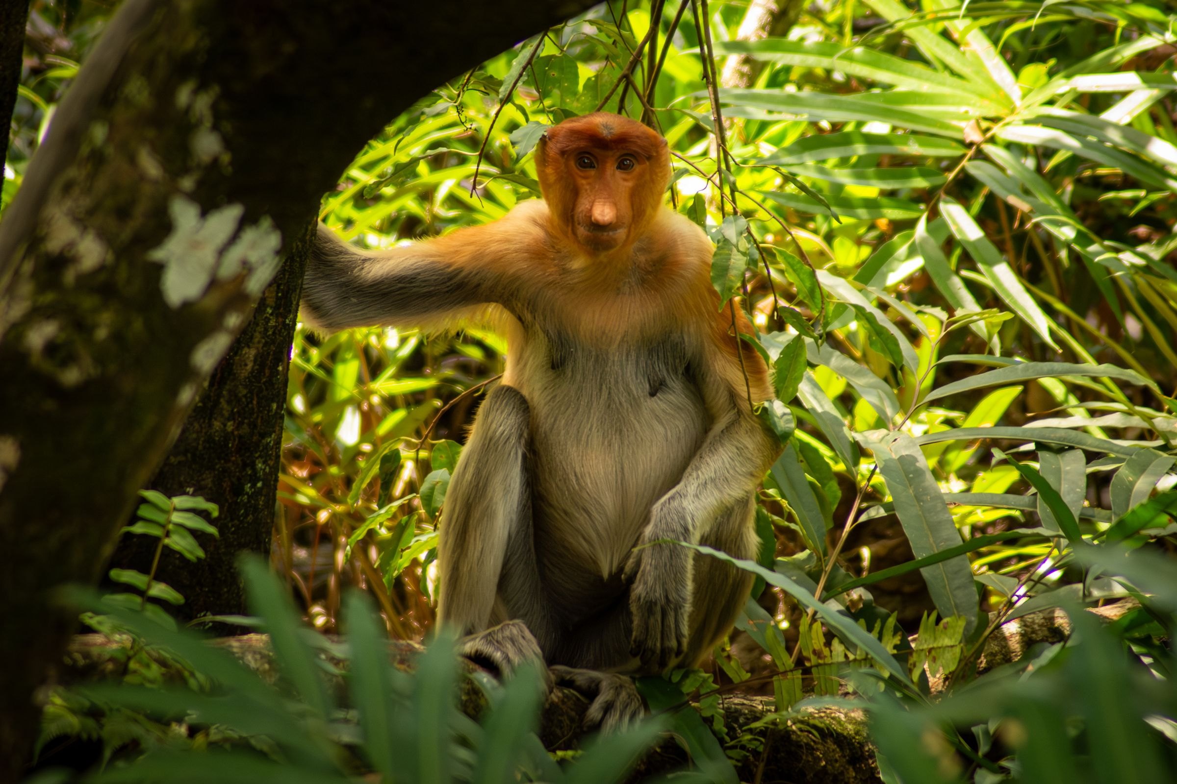 A proboscis monkey in Sabah