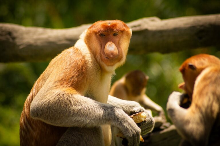 Proboscis monkeys in the forests of Sabah