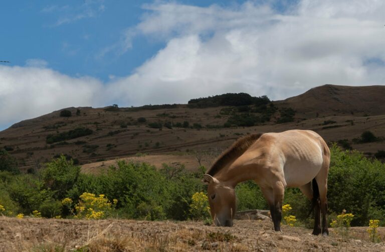 A Przewalski's horse grazing