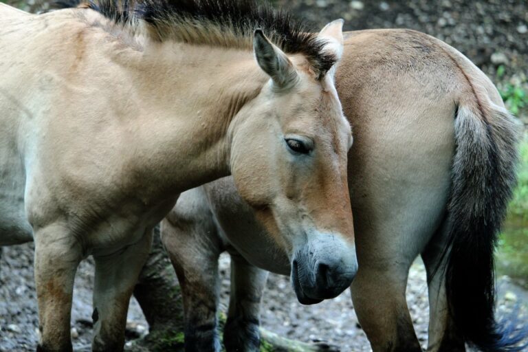 Przewalski's horses