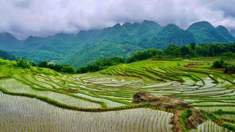 Rice terraces in Pu Luong Nature Reserve