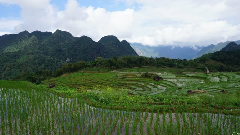 Rice terraces in the Pu Luong Nature Reserve
