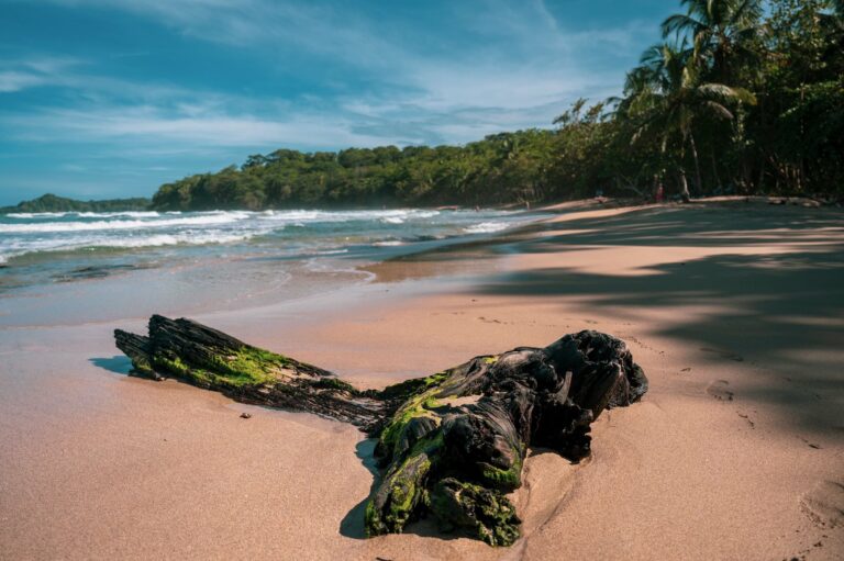 Driftwood on the beach at Puerto Viejo, Costa Rica