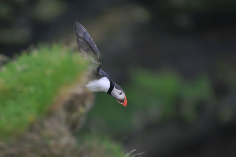 A puffin in flight