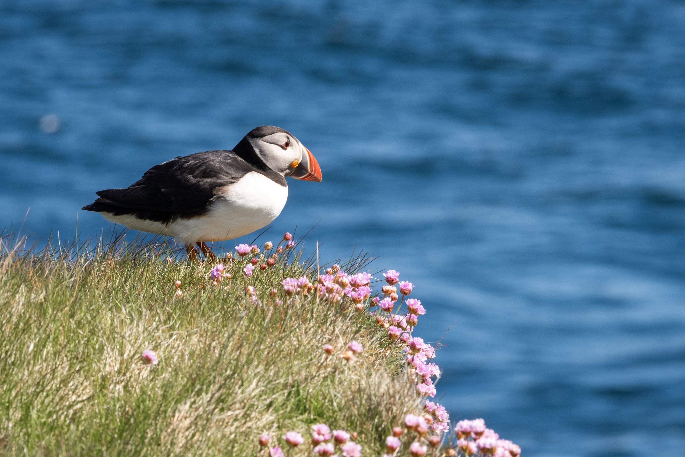 A puffin on a grassy sea cliff