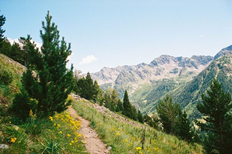 A forest trail in the Pyrenees