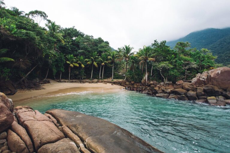 A beach cove fringed by rainforest