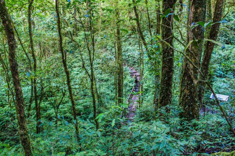 A trail through rainforest