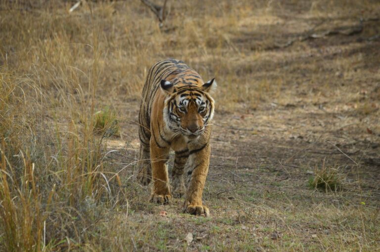 A Bengal tiger in Ranthambore