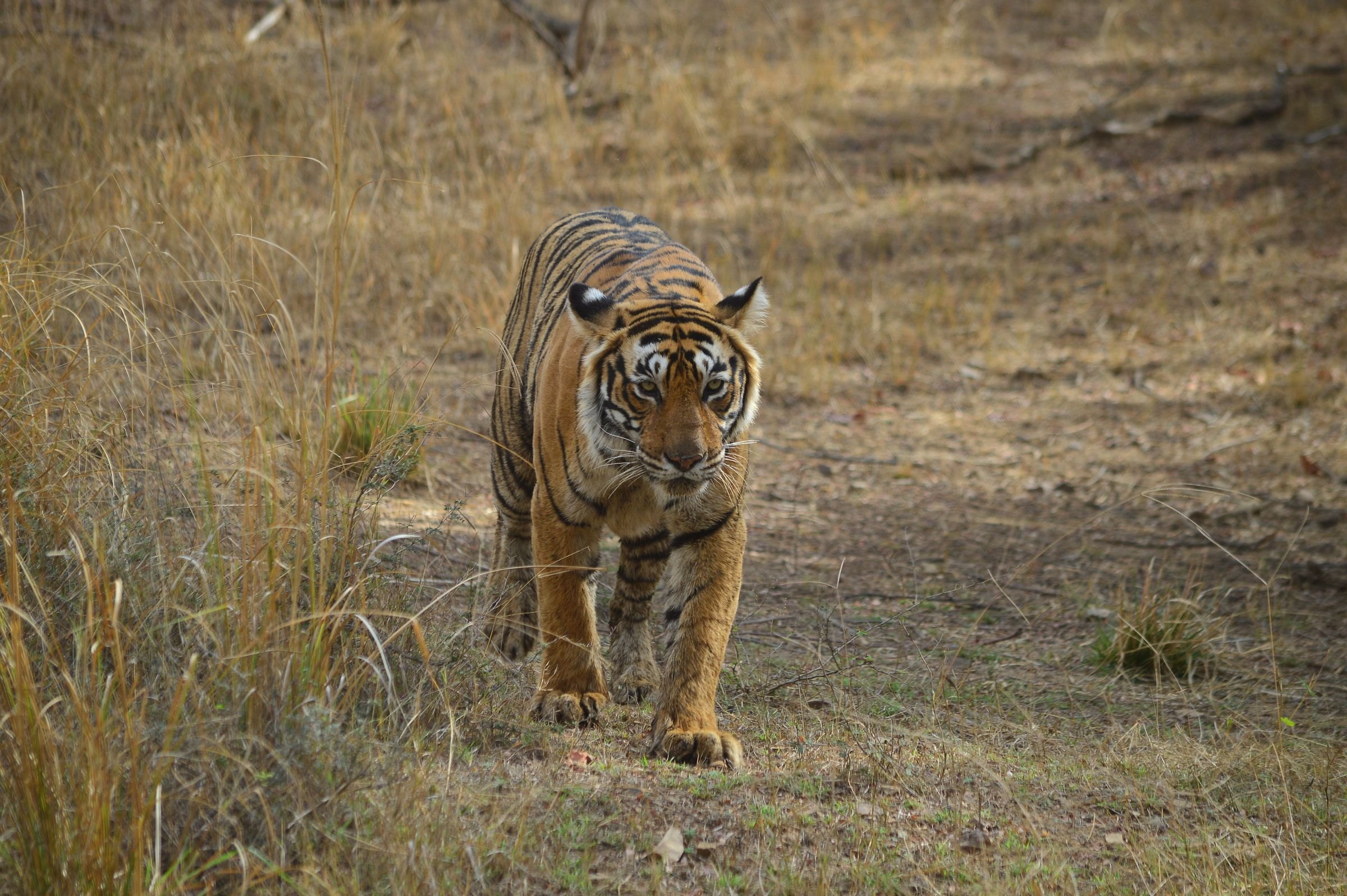 A Bengal tiger in Ranthambore