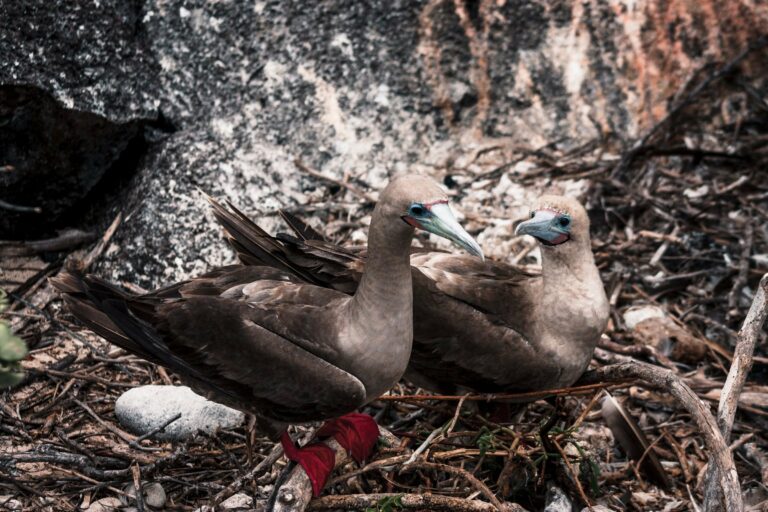 Red-footed boobies on Genovesa