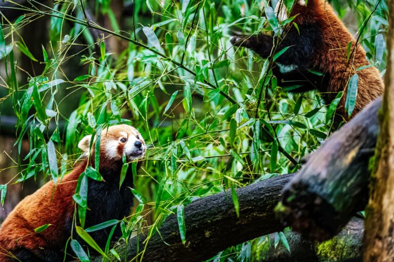 Two red pandas among bamboo