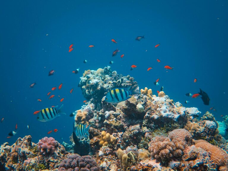 Colourful coral and fish in the Red Sea