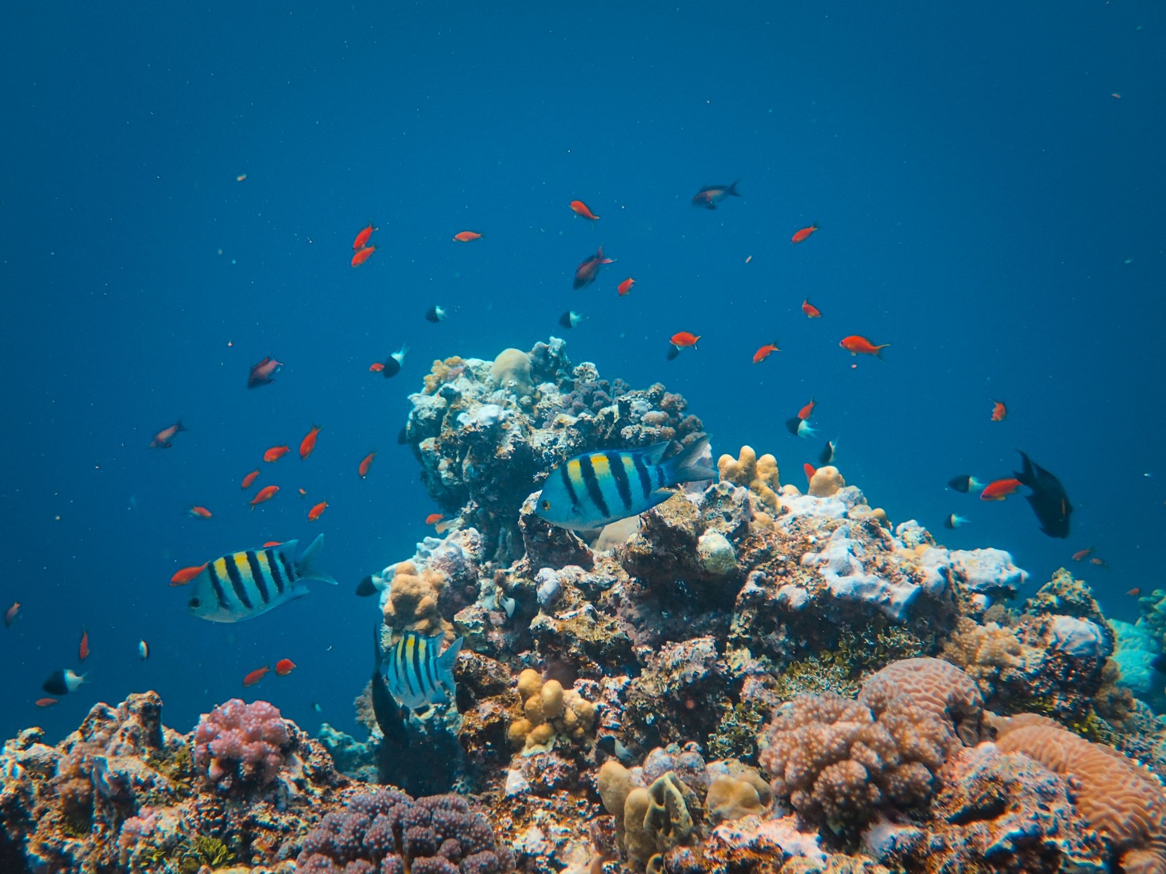 Colourful coral and fish in the Red Sea