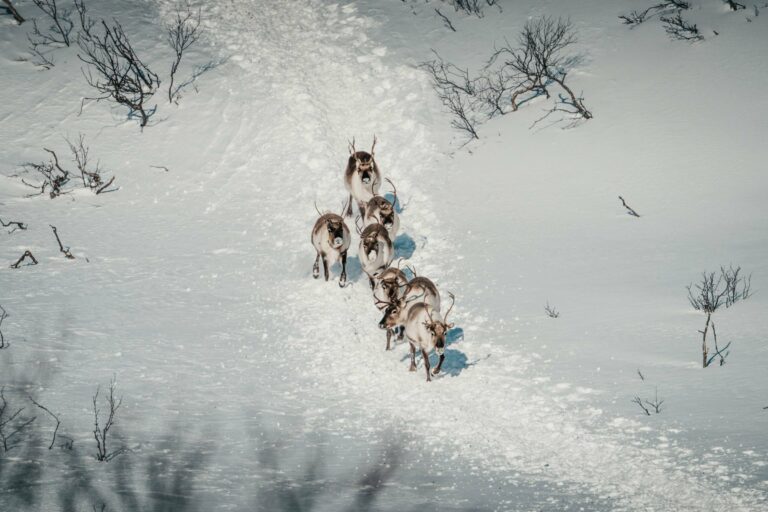 Aerial view of reindeer crossing the snow in Lapland