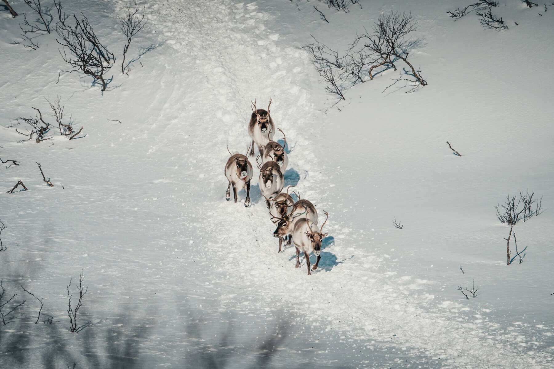 Aerial view of reindeer crossing the snow in Lapland