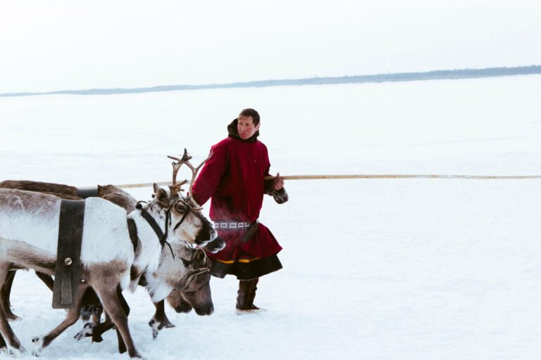 A herder leading reindeer across the snow