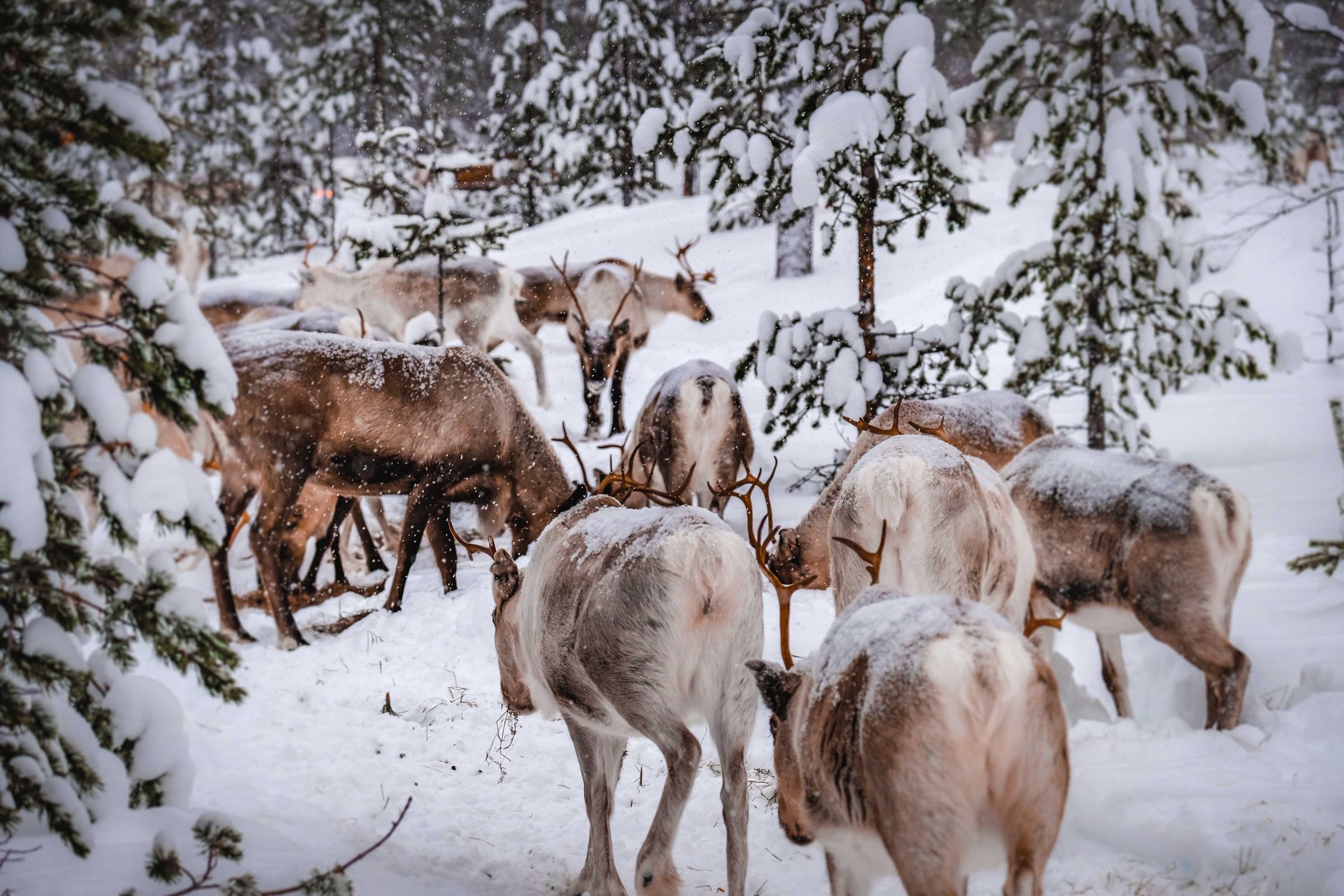 Reindeer roaming snowy woods in Lapland