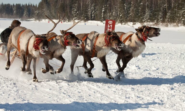 Reindeer pulling a sled across the snow