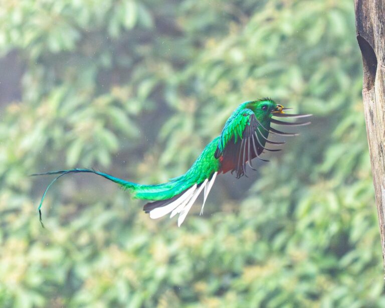 A resplendent quetzal in flight