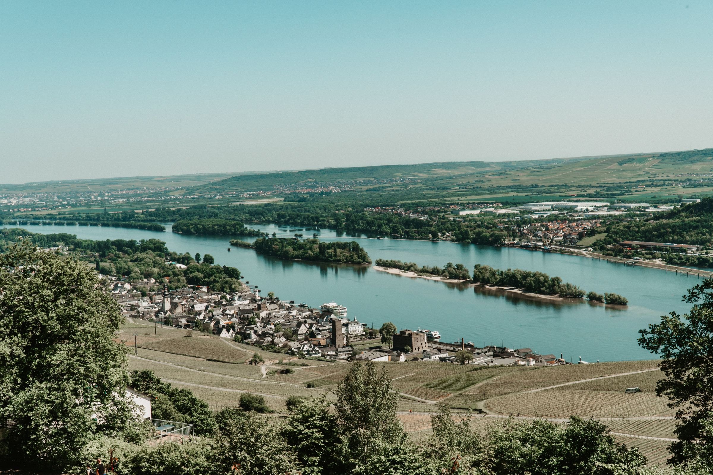 The Rhine winding through vineyards