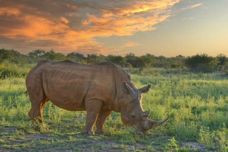 A rhino grazing at sunset