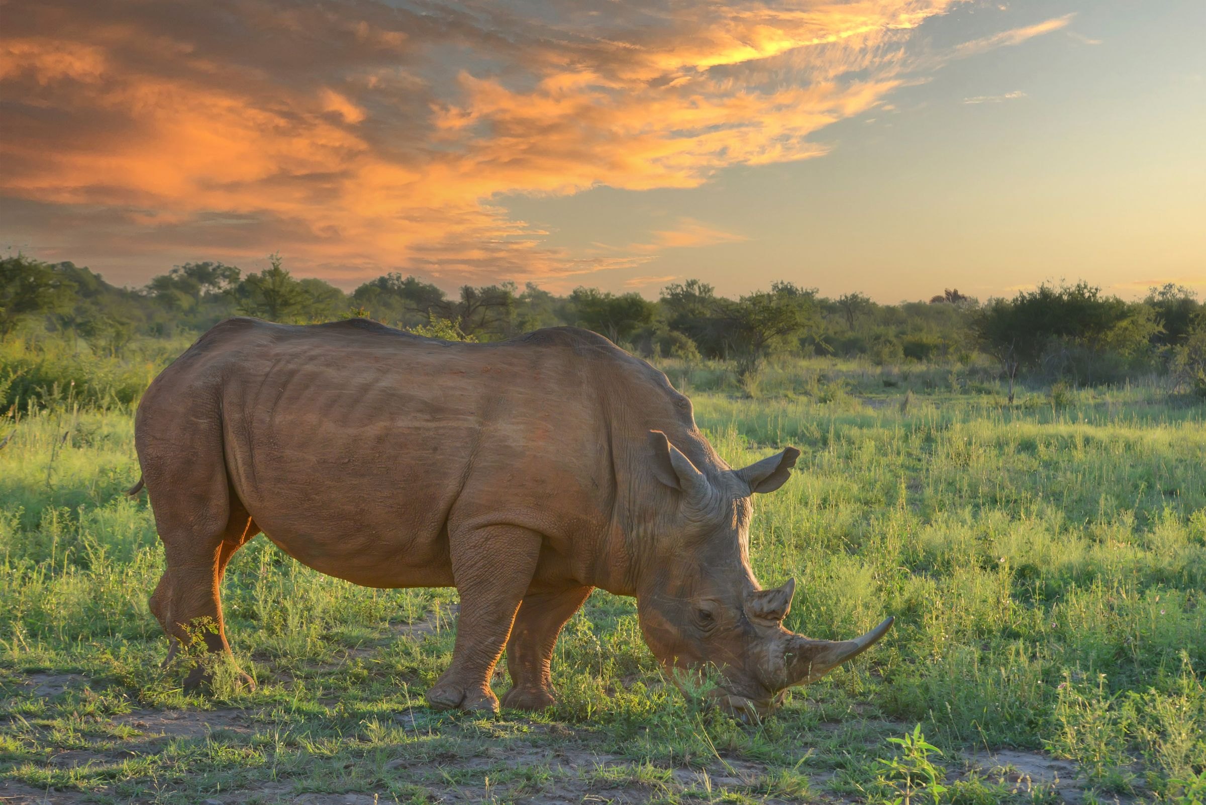 A rhino grazing at sunset