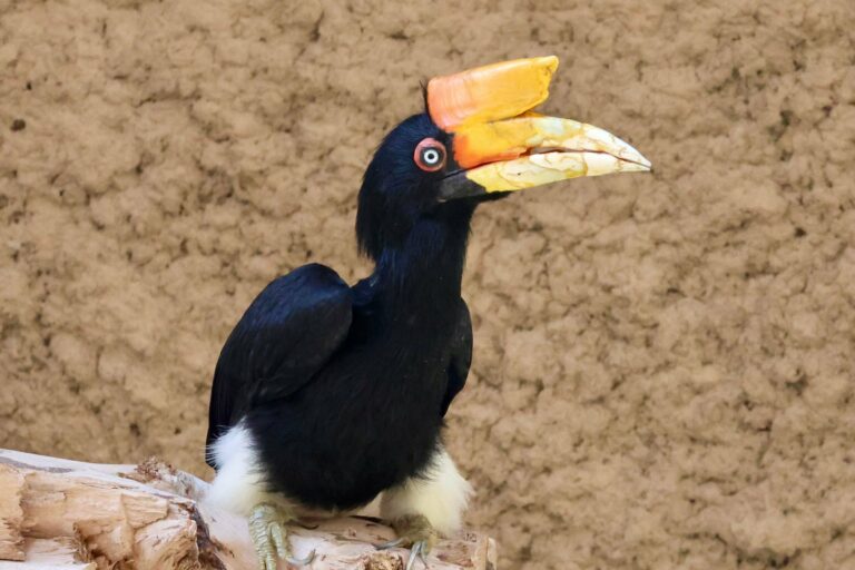 A rhinoceros hornbill