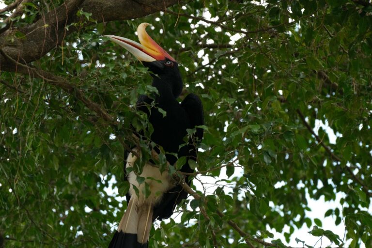 A rhinoceros hornbill in the forest