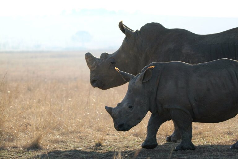 Two rhinos on the savanna