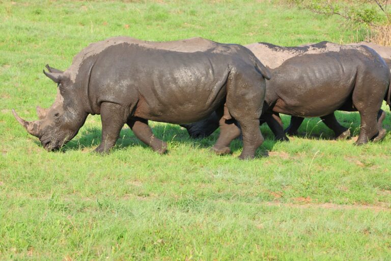 Rhinos grazing on grassland in South Africa