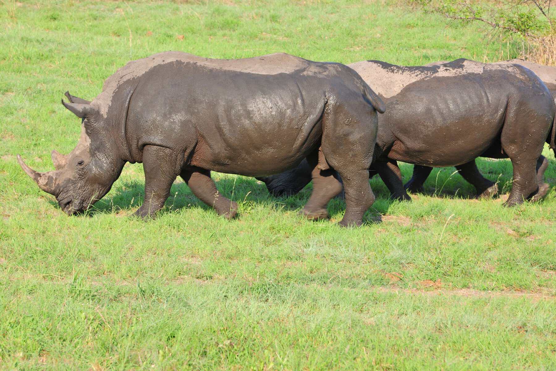 Rhinos grazing on grassland in South Africa