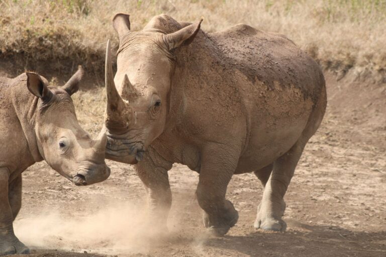 Rhinos in Nakuru County, Kenya