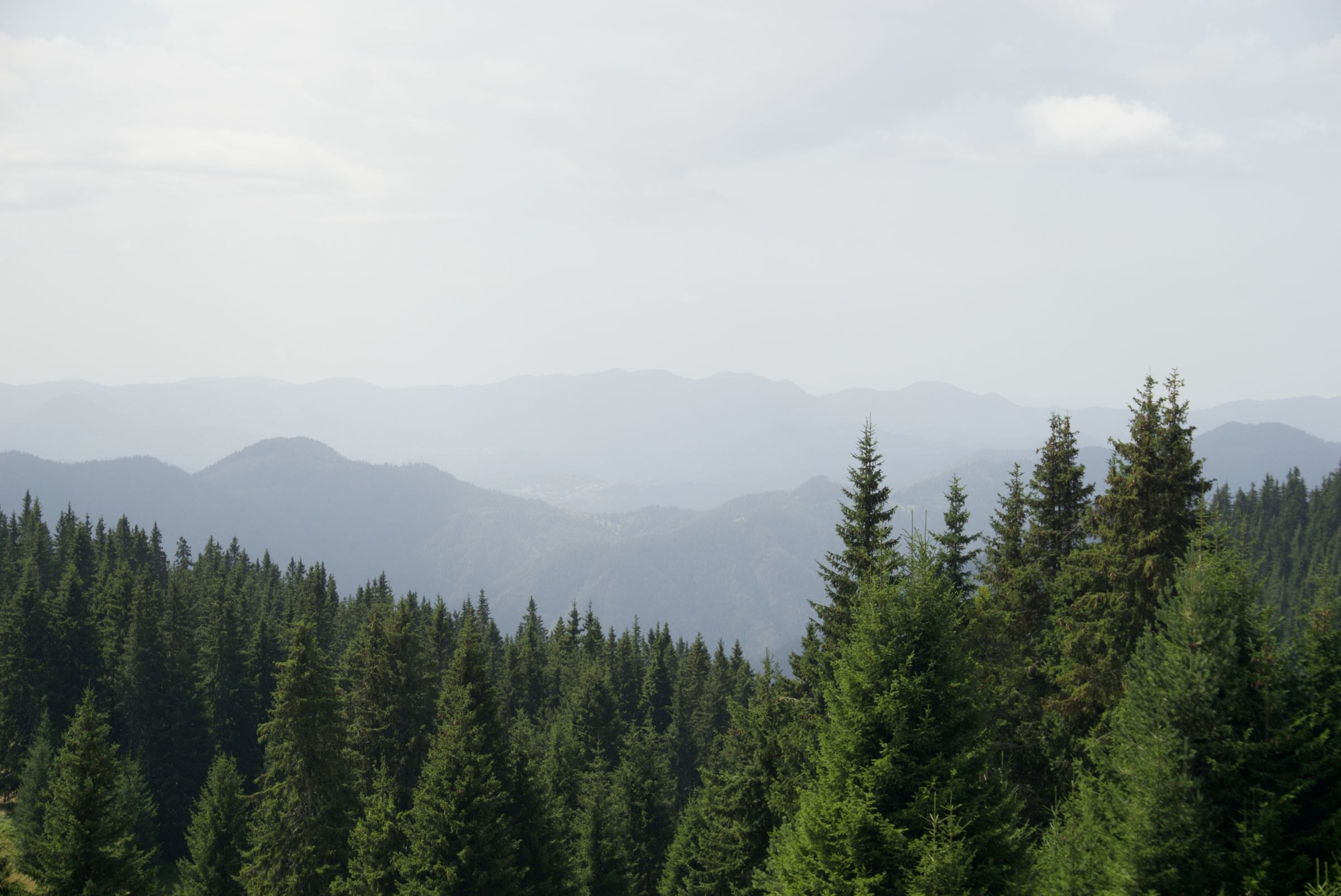 Evergreen forests in the Rhodope Mountains