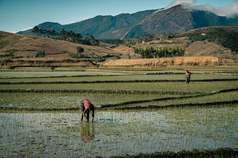 Farmers in rice fields in the Malagasy highlands