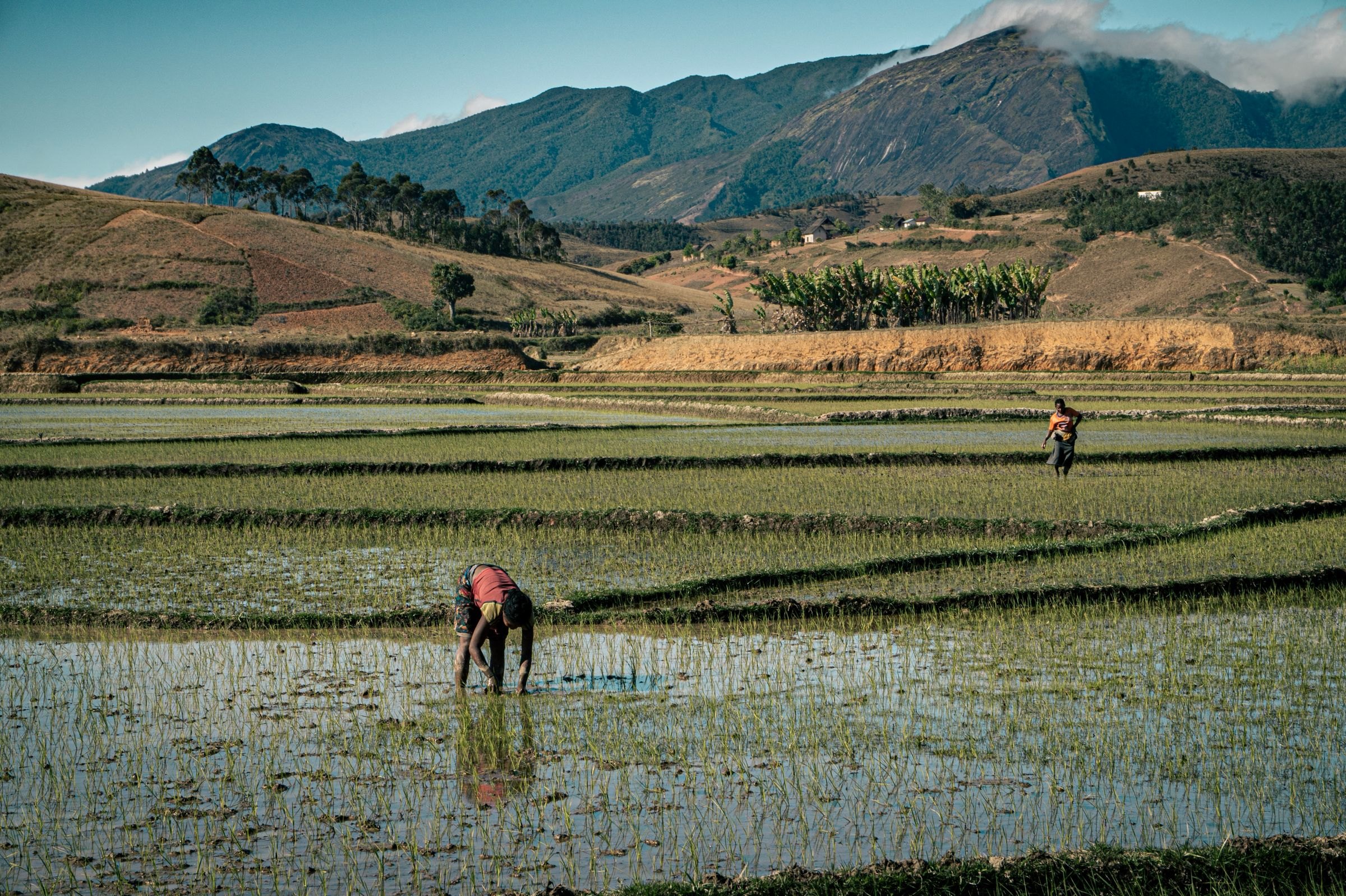 Farmers in rice fields in the Malagasy highlands
