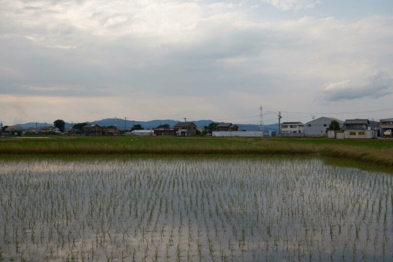 A rice paddy in rural Japan