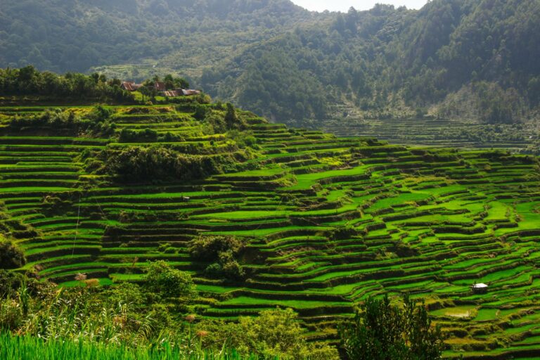 Rice terraces in the Cordillera