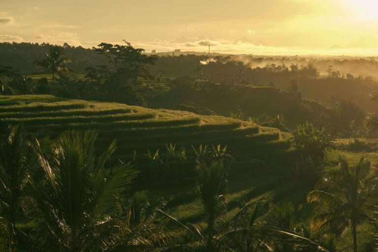 Bali rice terraces at sunrise