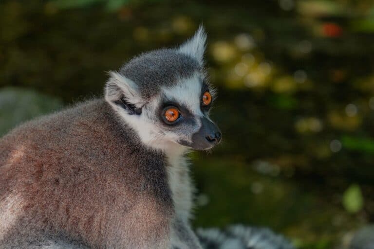 A ring-tailed lemur