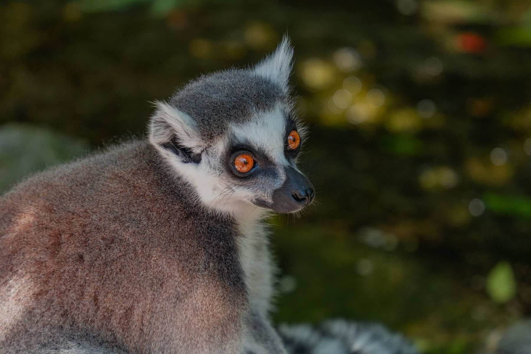 A ring-tailed lemur