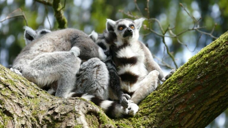 A group of ring-tailed lemurs resting on a branch
