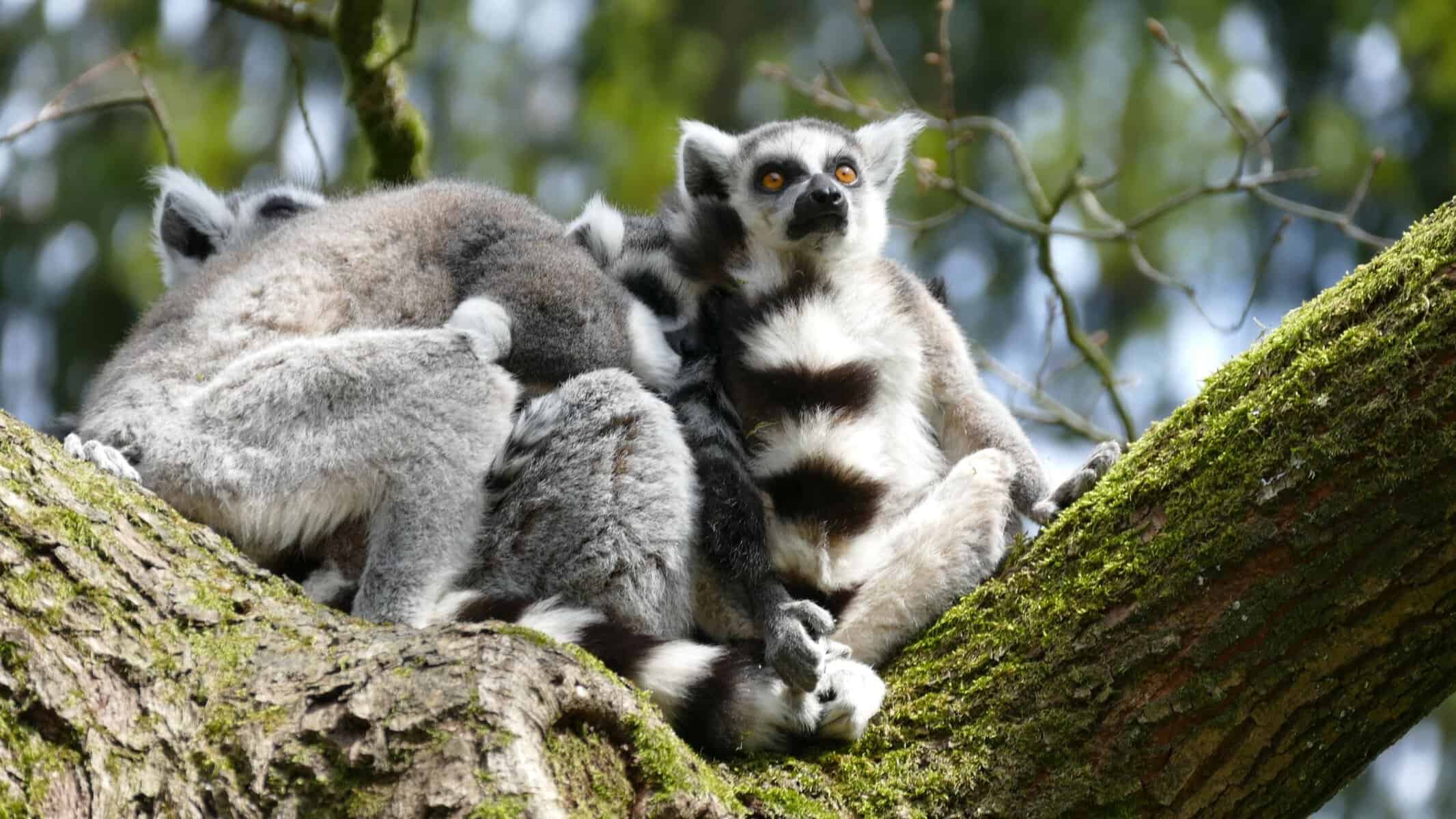 A group of ring-tailed lemurs resting on a branch