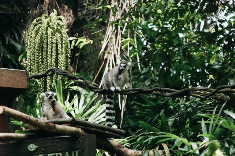 Ring-tailed lemurs in the forest