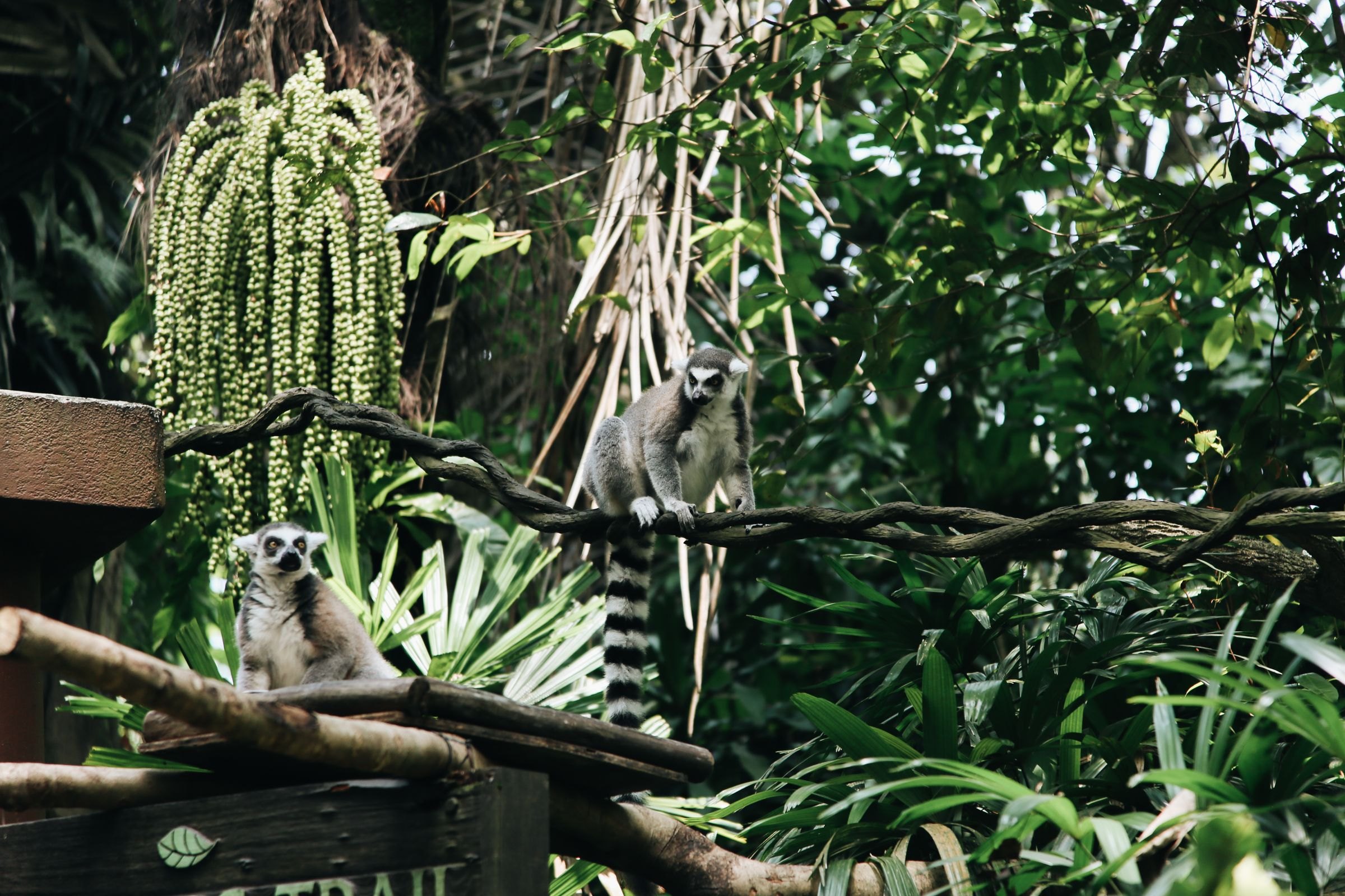 Ring-tailed lemurs in the forest