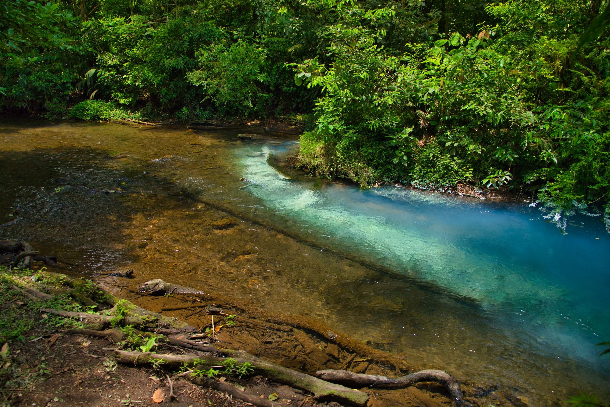 The blue waters of the Rio Celeste