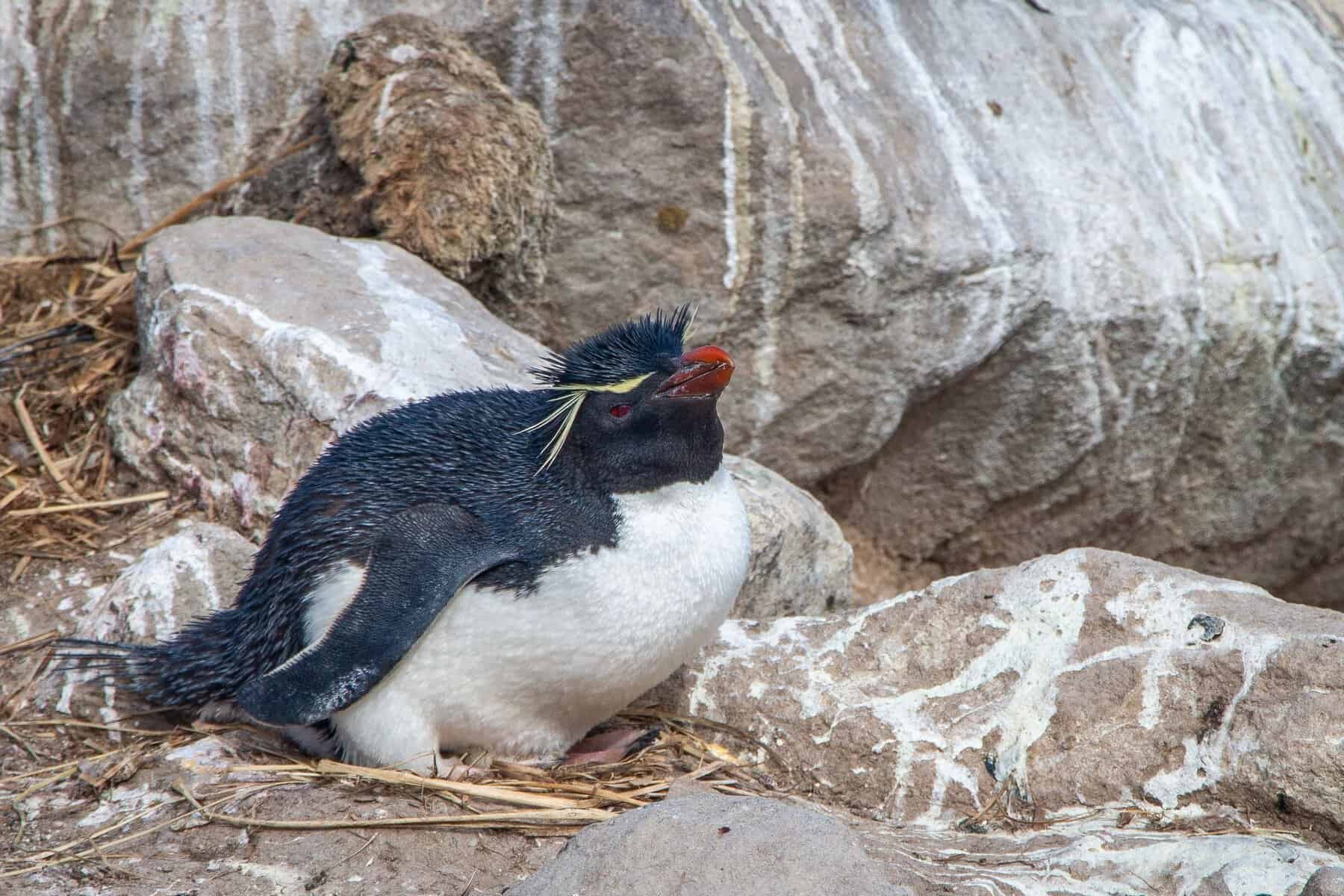 A rockhopper penguin nesting among rocks in the Falklands
