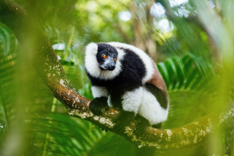 A black-and-white ruffed lemur in the forest