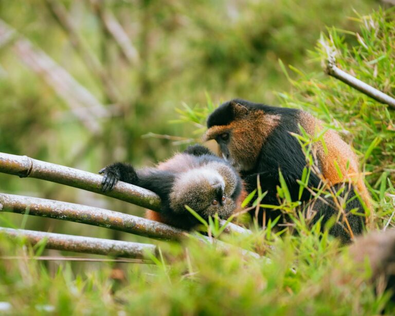 Volcanoes NP & Gorillas