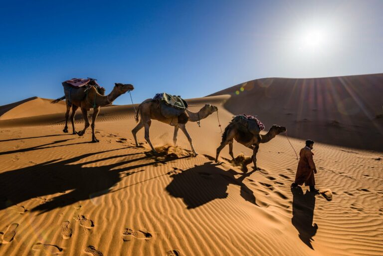Camels crossing the Sahara dunes